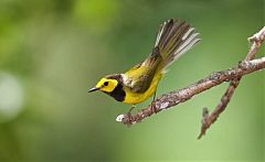 Hooded Warbler